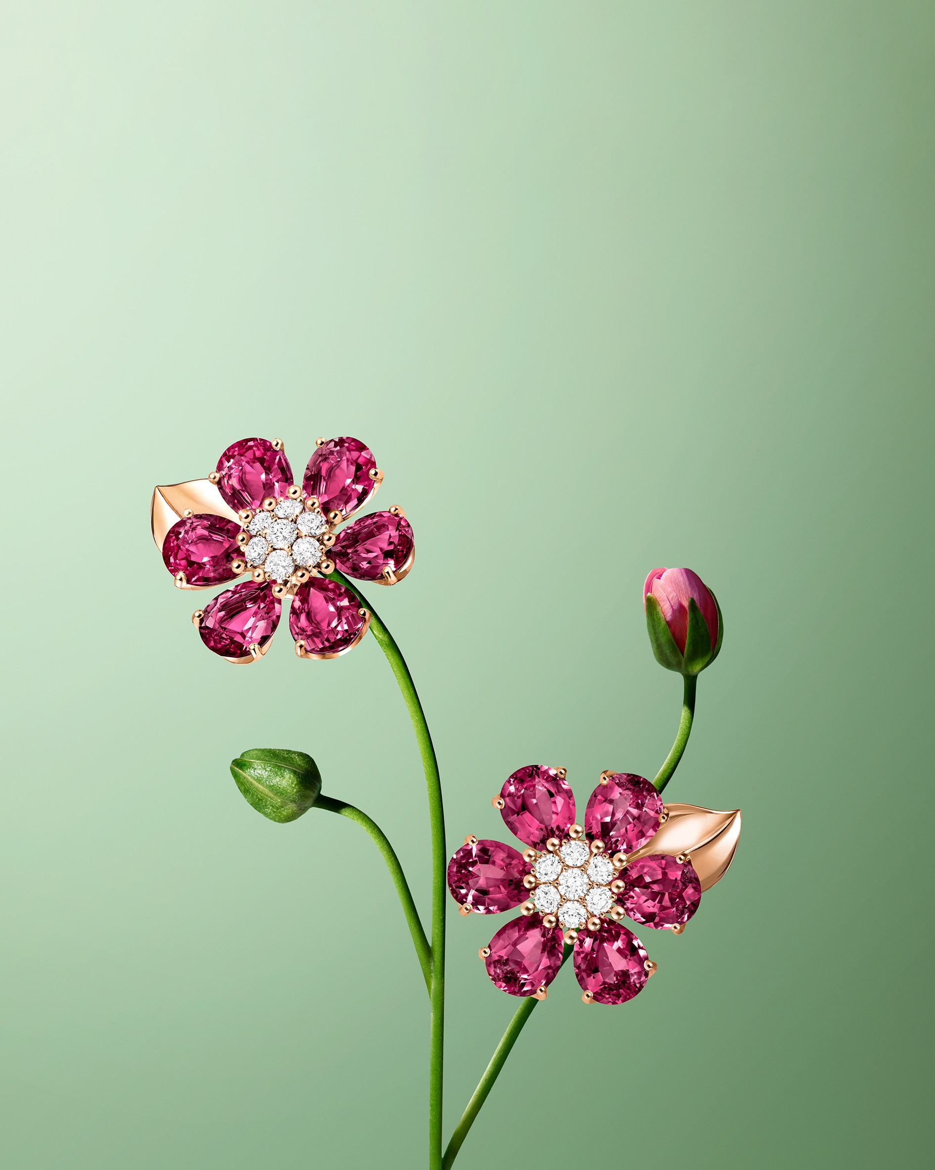 Discover the collection