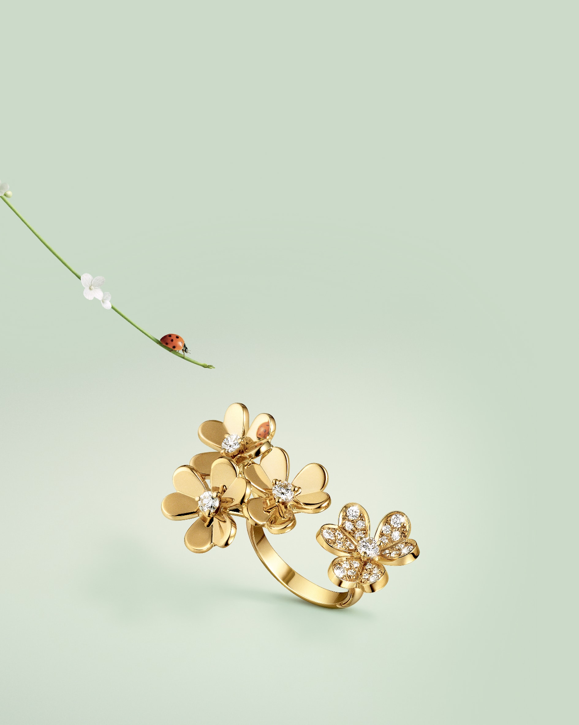 Discover the collection